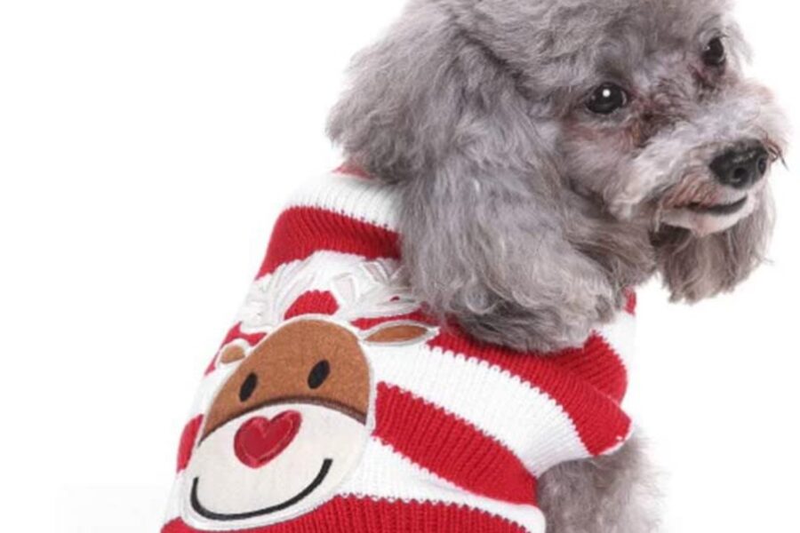 maglione con renna per cane