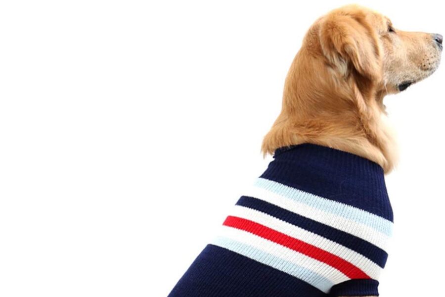 maglione a righe per il cane