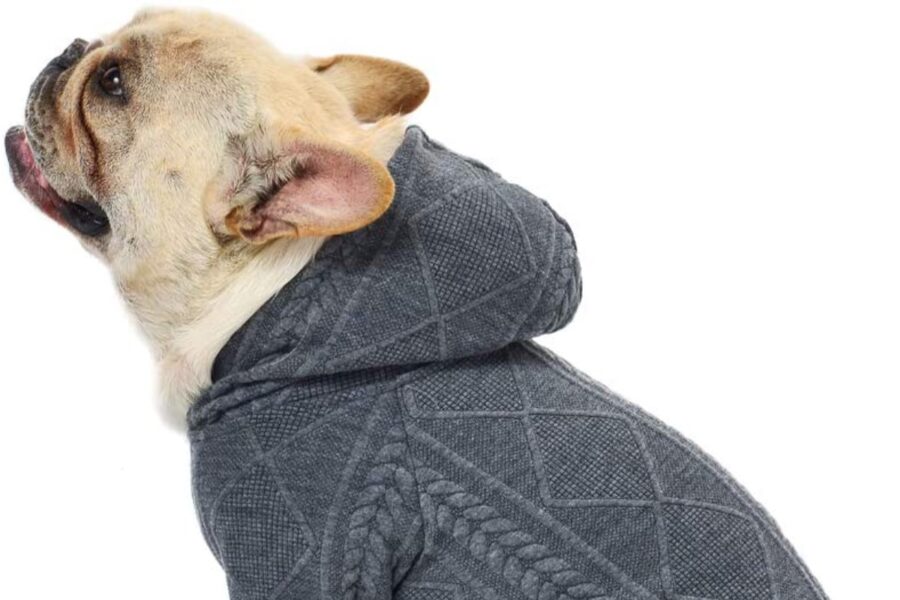 maglione con cappuccio per cane