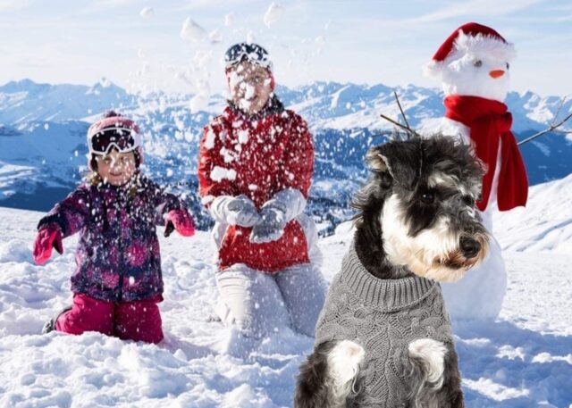 5 maglioni per cani, i più caldi e morbidi per il nostro Fido