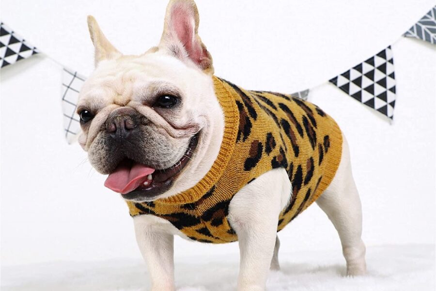 maglione leopardato per il cane