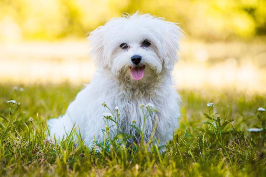 cane con la lingua di fuori