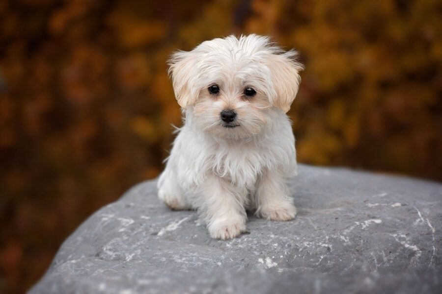 cane su roccia