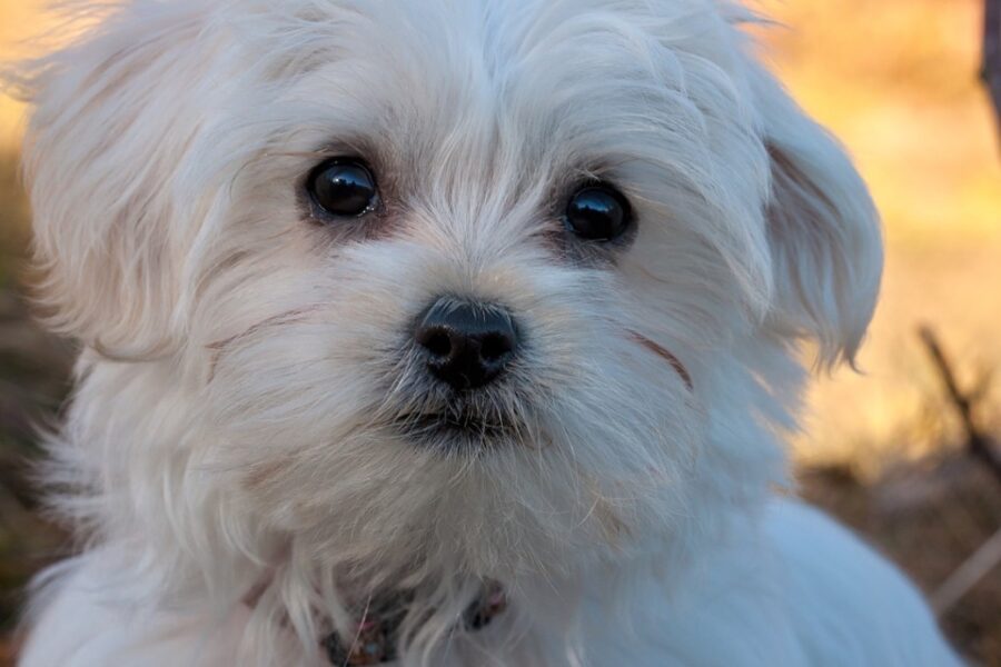 cane di piccola taglia