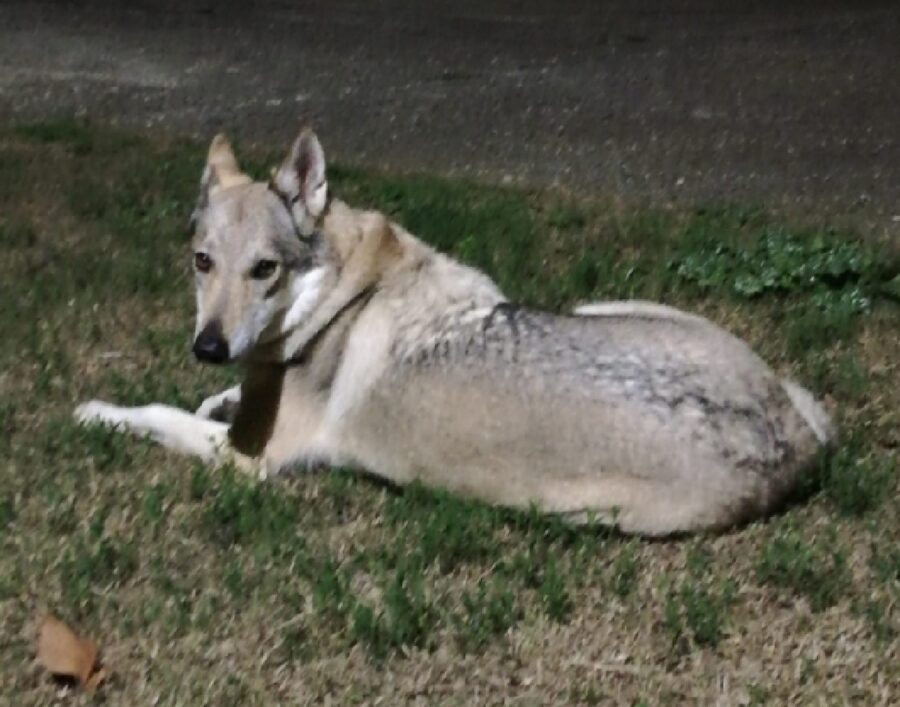 cane lupo cecoslovacco orecchie lunghe