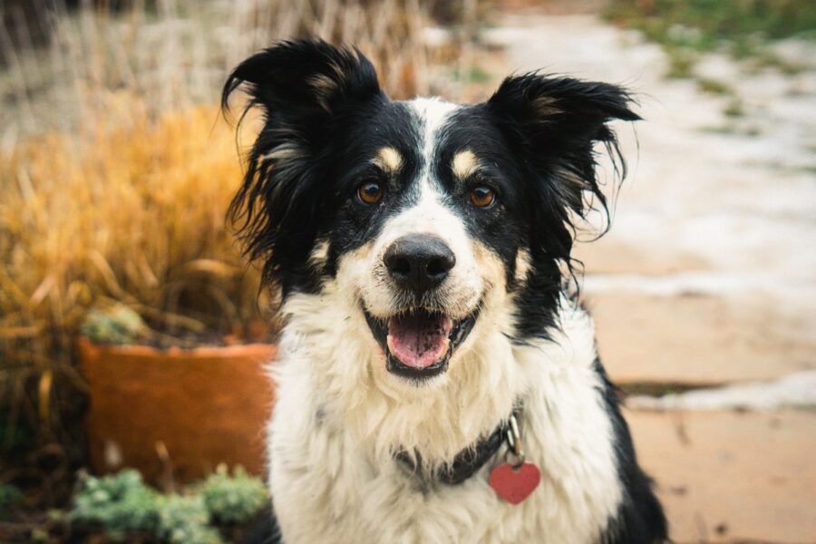 cane bianco e nero