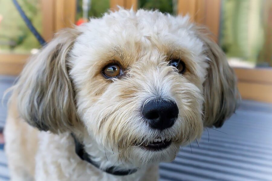 cagnolino piccolo