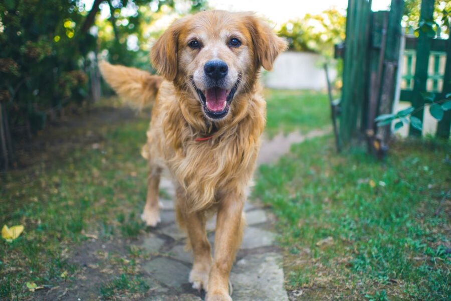 cane labrador 