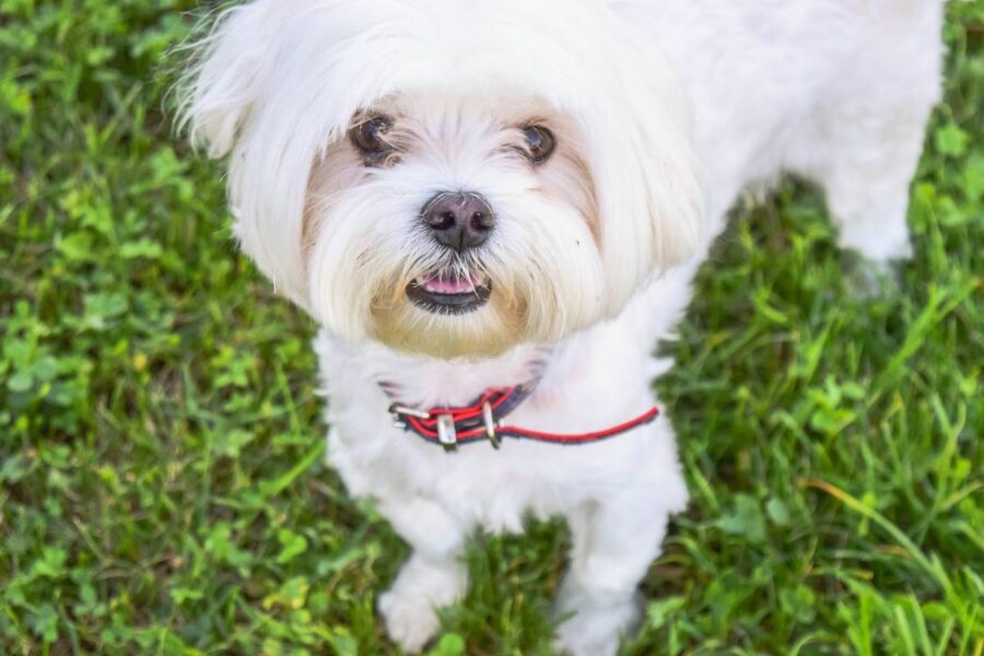 cane piccolo bianco