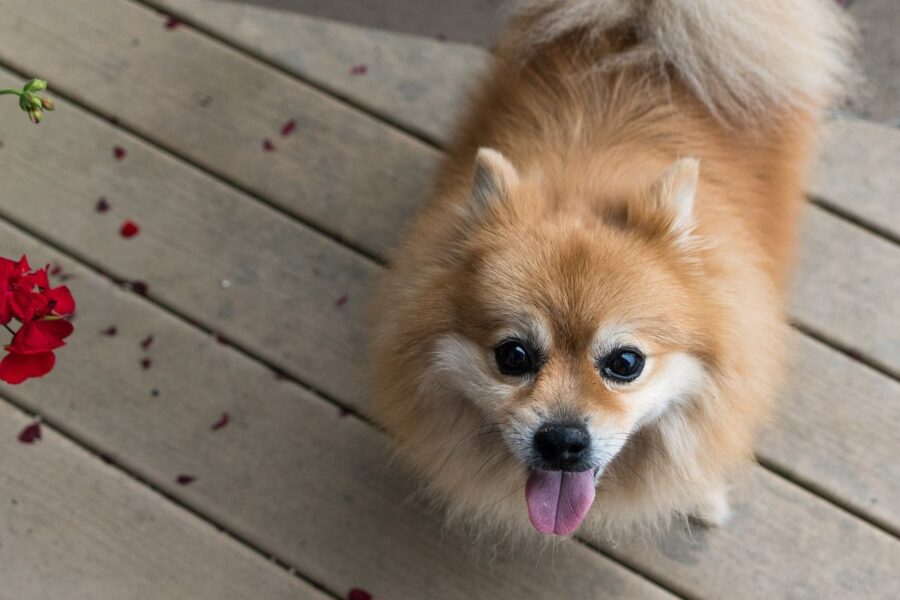 cagnolino con il pelo lungo