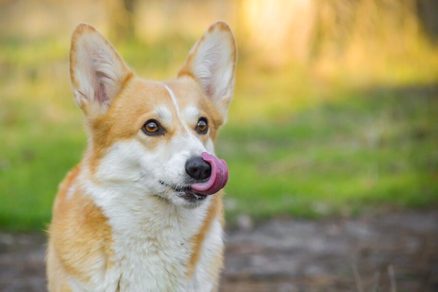 cane corgi