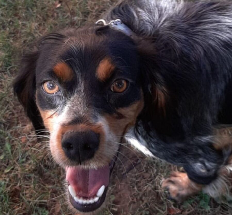 cucciola di cane sorridente