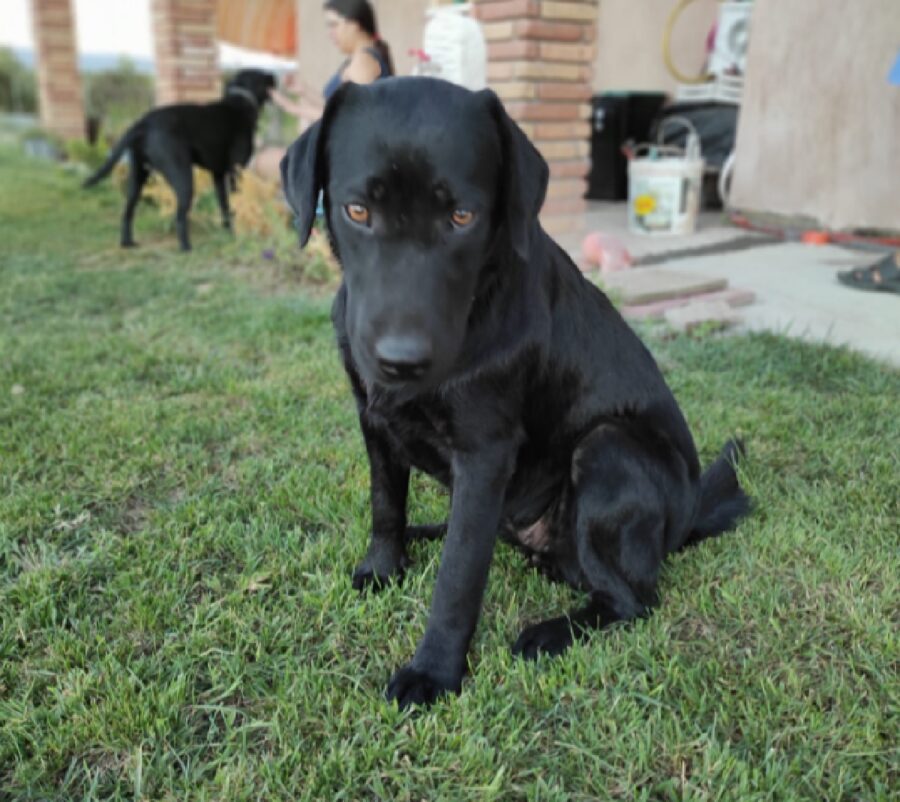 cucciola labrador muso pronunciato