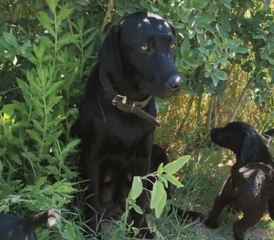 cane mamma con altri cuccioli