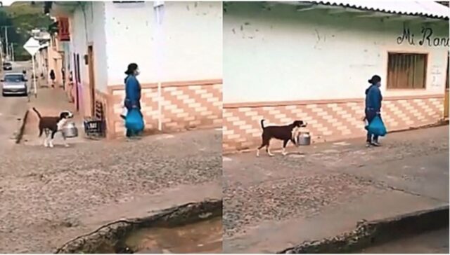 Cucciolo di cane felice con la sua padella da portare a spasso