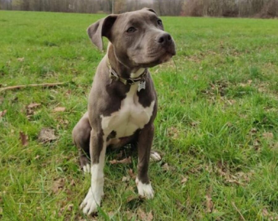 shila cane pitbull prato 