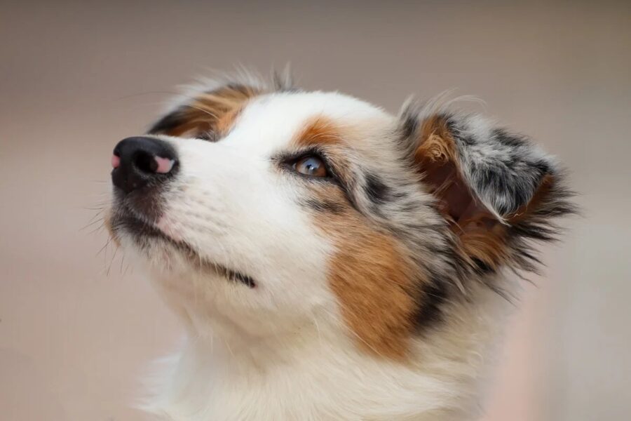 australian shepherd merle