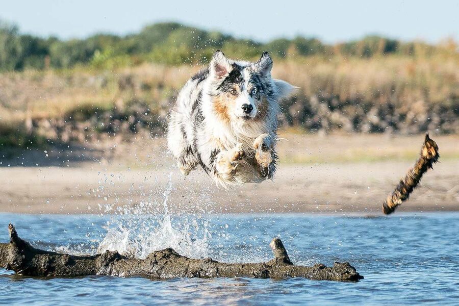 cane che salta in acqua