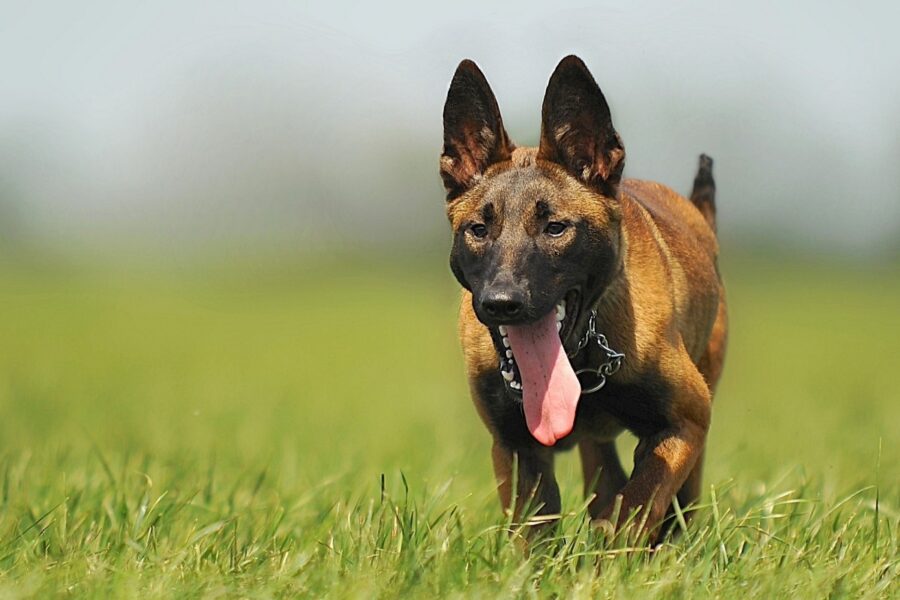 cane nel prato