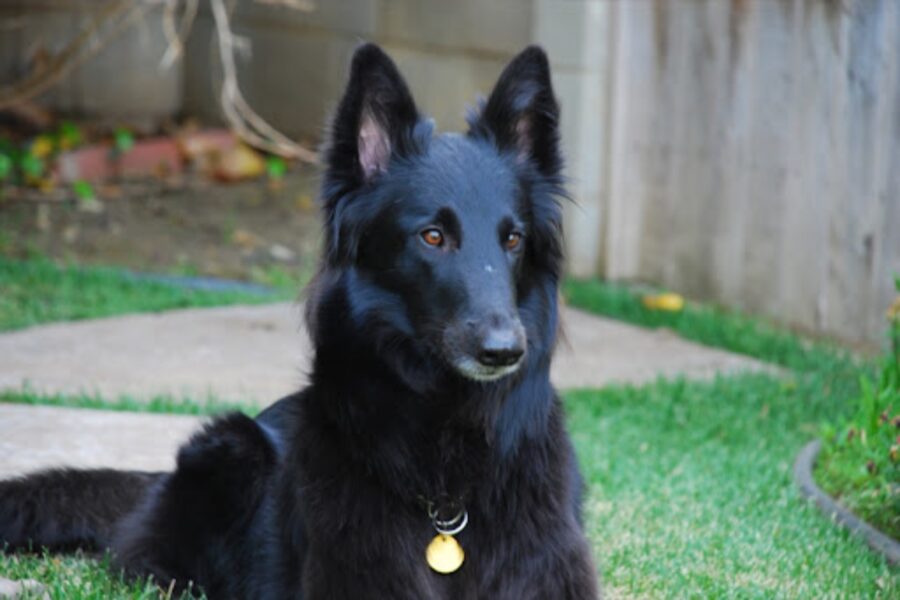 cane nero a pelo lungo