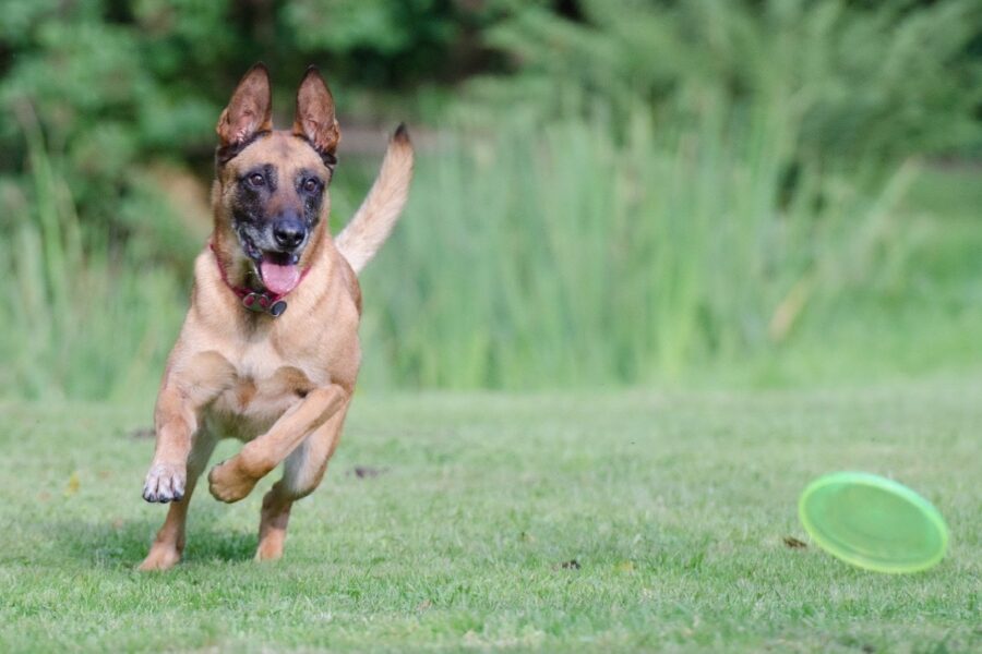 cane che gioca con frisbee