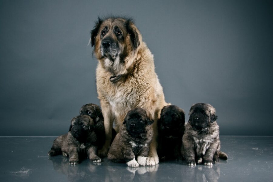 mamma e cuccioli di cane