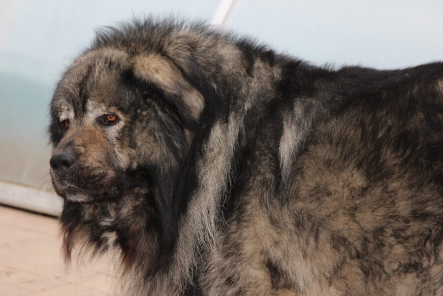 cane pastore del Caucaso