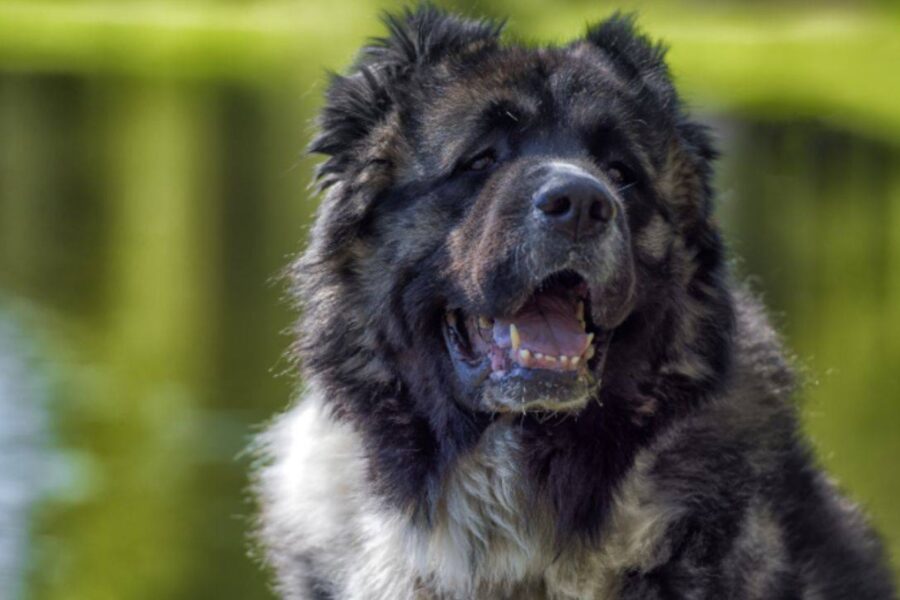 cane in campagna