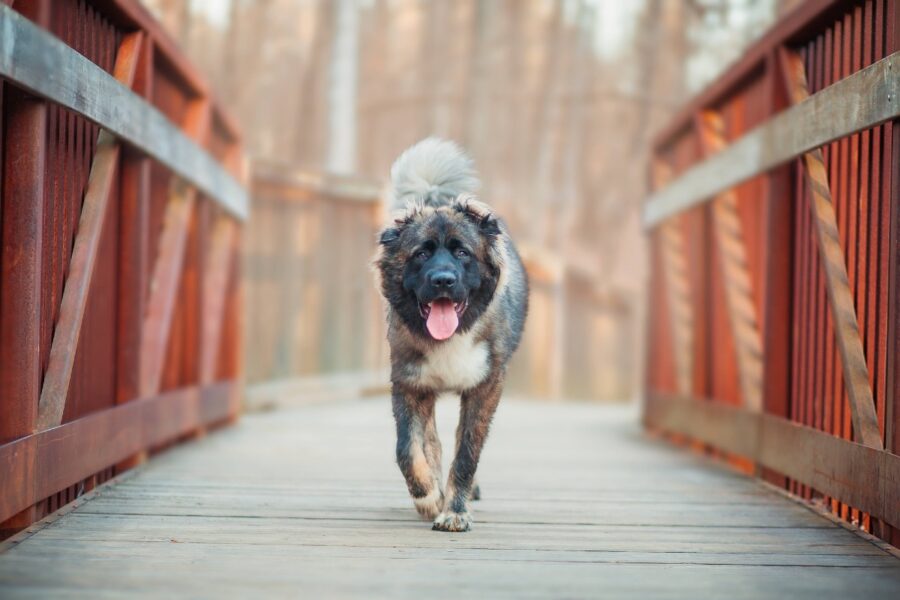 cane su ponte