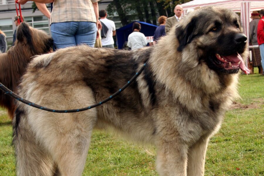 cane al guinzaglio