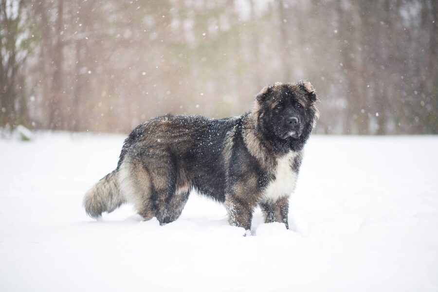 cane in mezzo alla neve