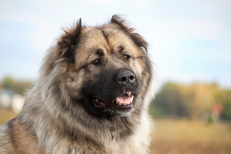 cane di montagna