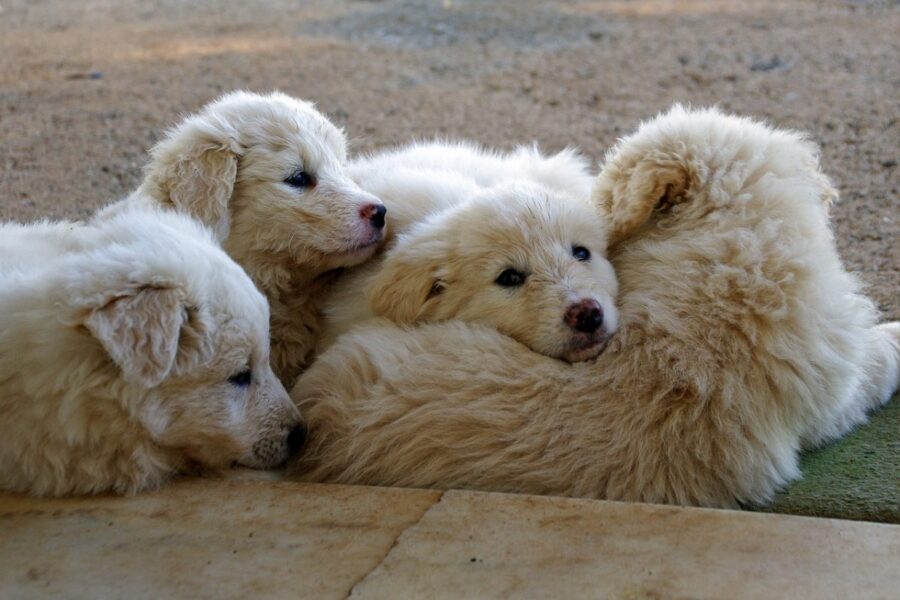 cuccioli di pastore maremmano