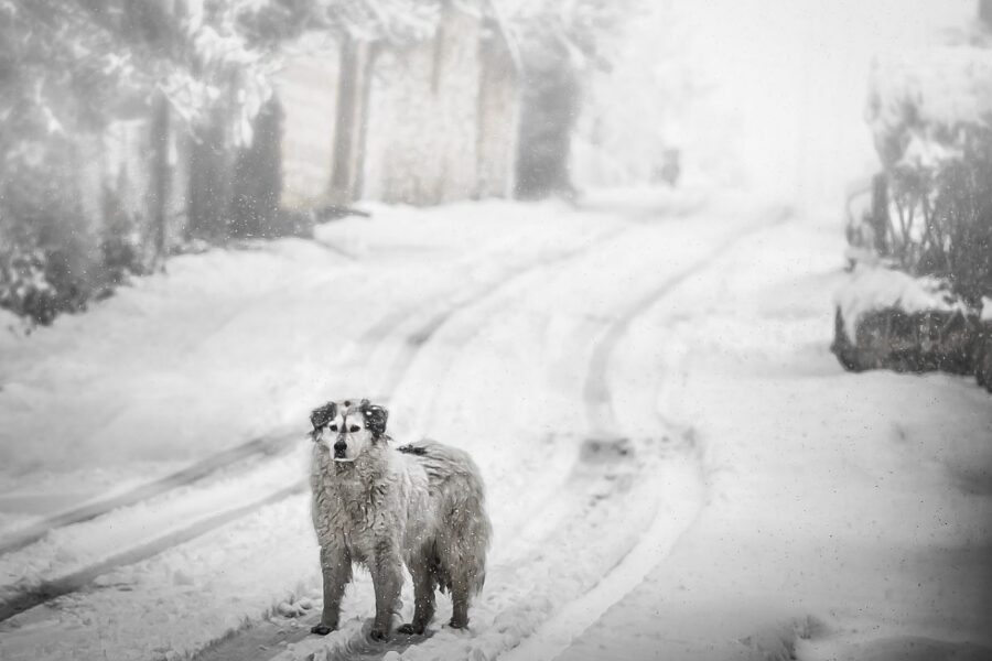 cane sulla neve