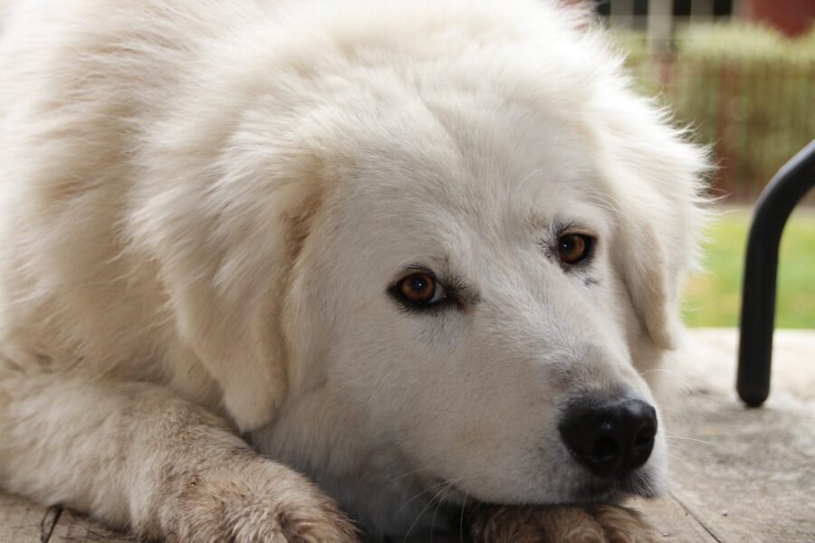 sguardo del cane