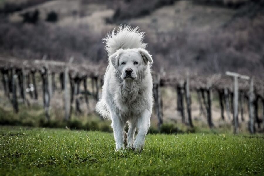 cane che cammina in montagna