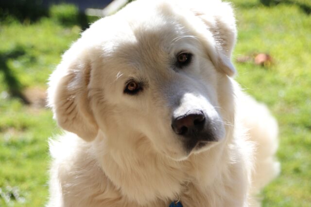 Pastore maremmano: carattere, indole, consigli e curiosità su questa razza di cane