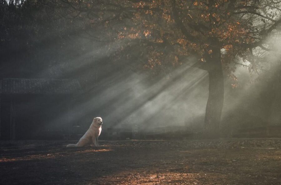 cane nel bosco