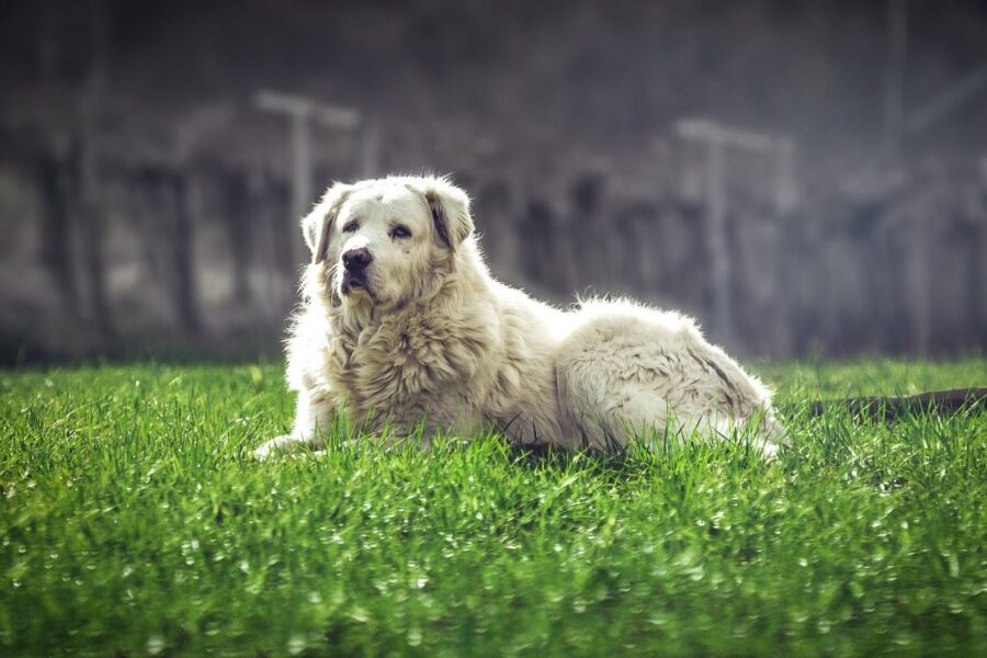 cane pastore maremmano disteso sul prato