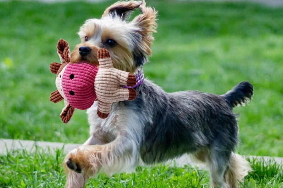 cane con pupazzo in bocca