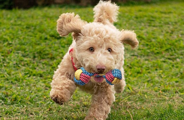 5 peluche per cani dolcissimi, adorabili e sicuri per il tuo Fido