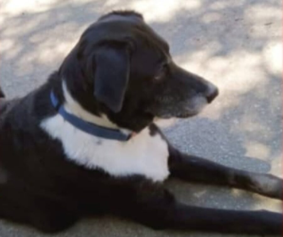 cucciola di cane con collare blu