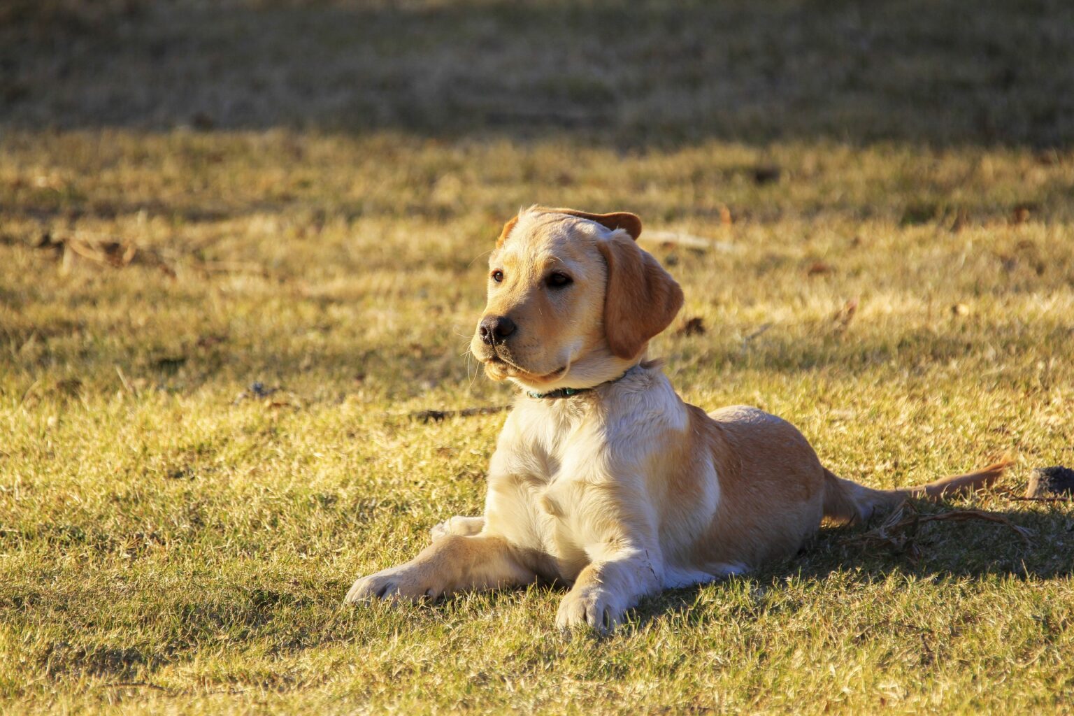Come abituare il cane a fare i bisogni sulla traversina