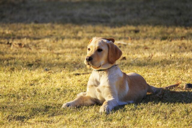 Personalità del cane: dipende dalla natura o dall’addestramento?