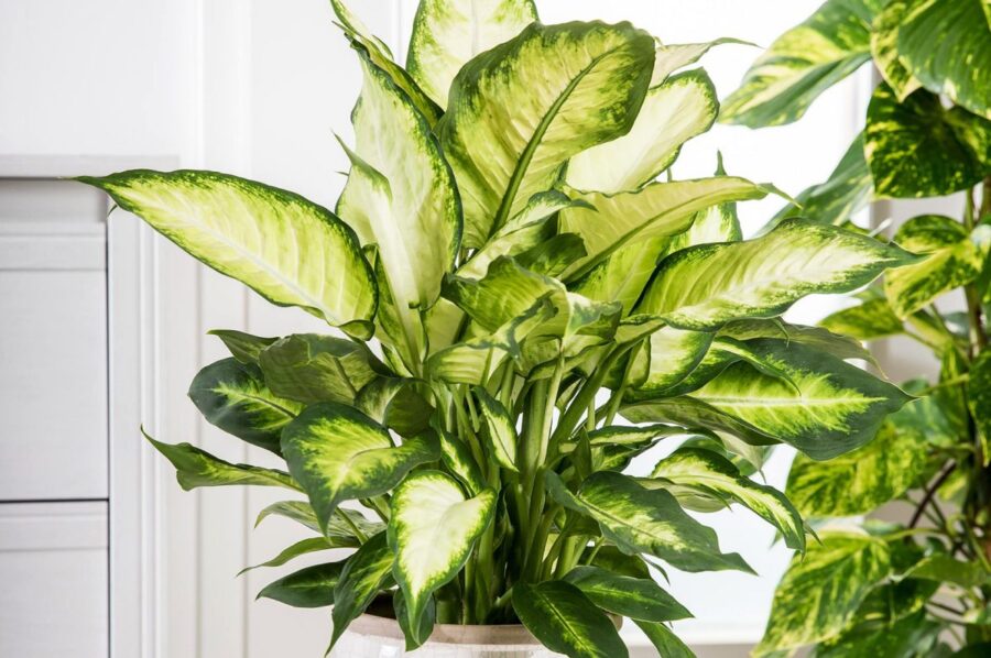 dieffenbachia velenosa per il cane