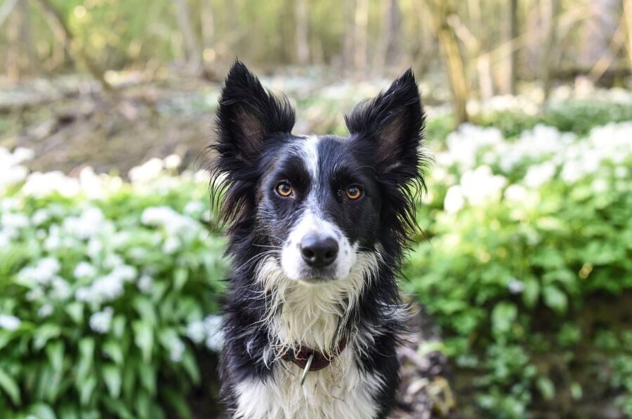 cane tra le piante