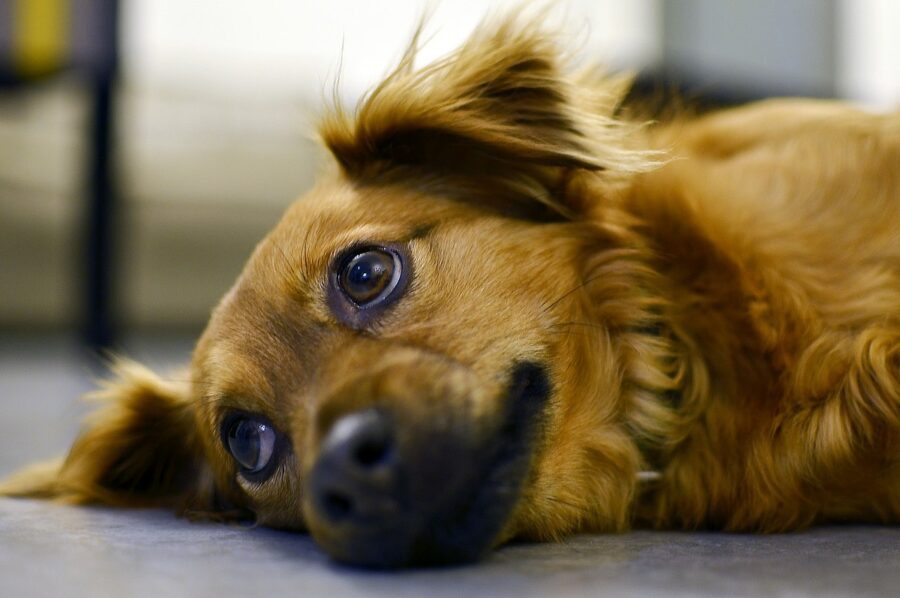 cagnolino che sta male