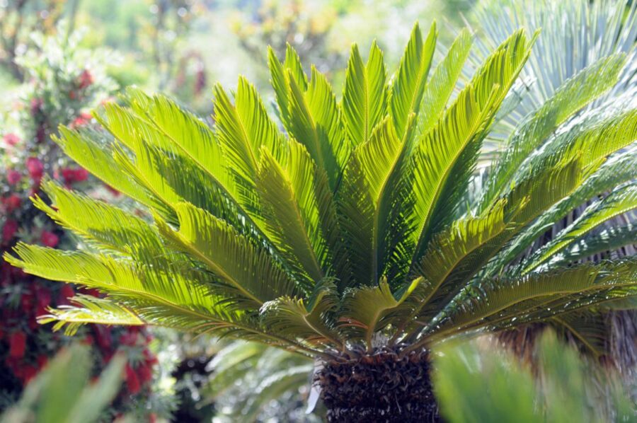 cycas revoluta o palma di sago