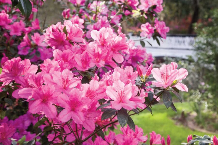 fiori di azalea