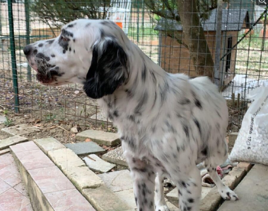 cane guarda di lato altura